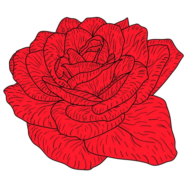 Mooie kleur schets, Rose bloem op een witte achtergrond — Stockvector