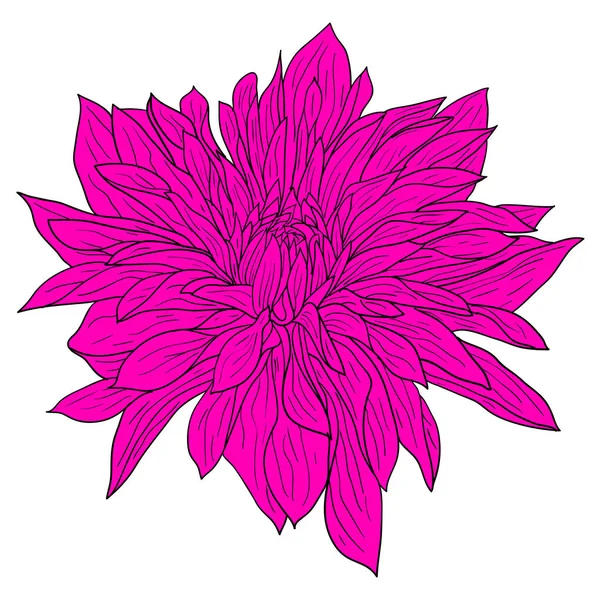 美しい色のスケッチ、白い背景にダリアの花 — ストックベクタ