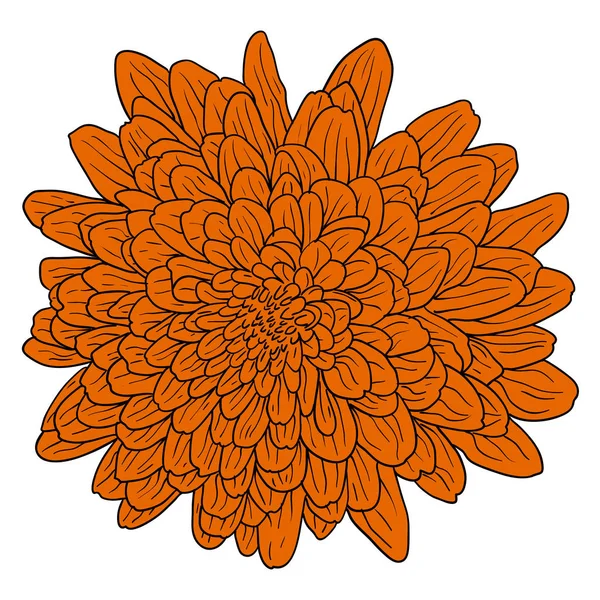 Krásný barevný náčrt, květina Dahlia na bílém pozadí — Stockový vektor