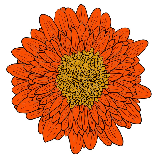 Belle esquisse de couleur, fleur de dahlia sur fond blanc — Image vectorielle