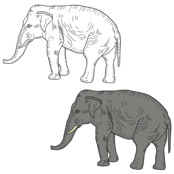 Croquis grand éléphant d'Afrique sur un fond blanc. Illustration vectorielle — Image vectorielle