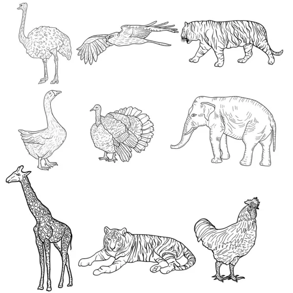 Esboço elefante, tigre, águia, galo, girafa, avestruz, peru, ganso. frango em um fundo branco. Ilustração vetorial — Vetor de Stock