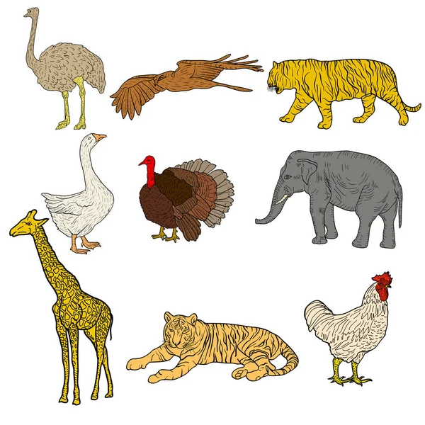 Schizzo elefante, tigre, aquila, gallo, giraffa, struzzo, tacchino, oca. pollo su sfondo bianco. Illustrazione vettoriale — Vettoriale Stock