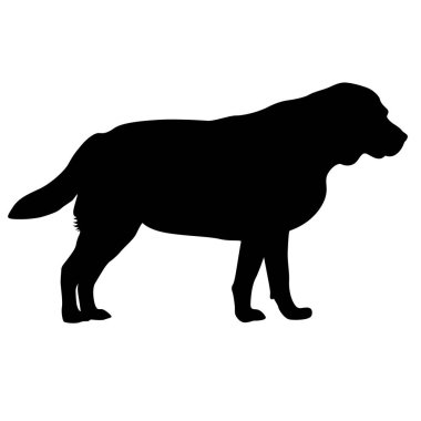 Labrador köpek siluet beyaz bir arka plan üzerinde