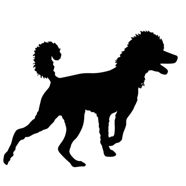 Poodle silueta de perro sobre un fondo blanco — Vector de stock