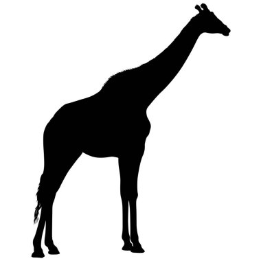 Beyaz arka planda yüksek Afrika zürafasının silüeti.