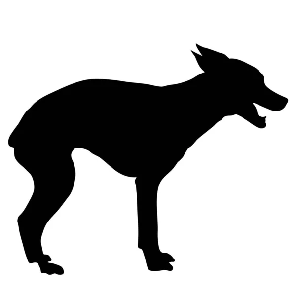 Silueta de perro Chihuahua sobre fondo blanco — Vector de stock