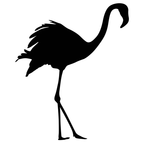 Flamingo de pájaro silueta sobre fondo blanco — Vector de stock