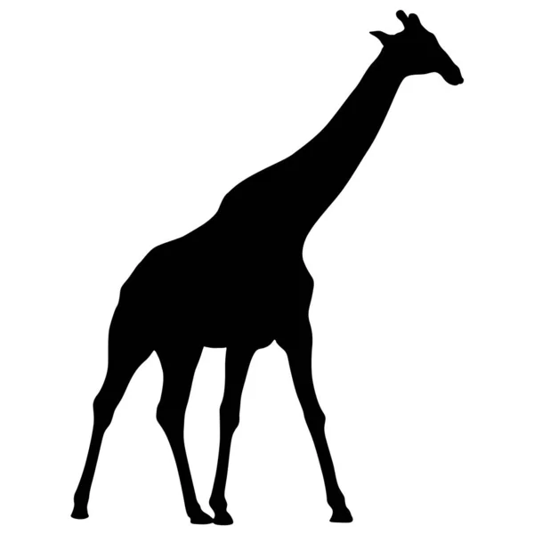 Silhuett av en hög afrikansk giraff på en vit bakgrund — Stock vektor