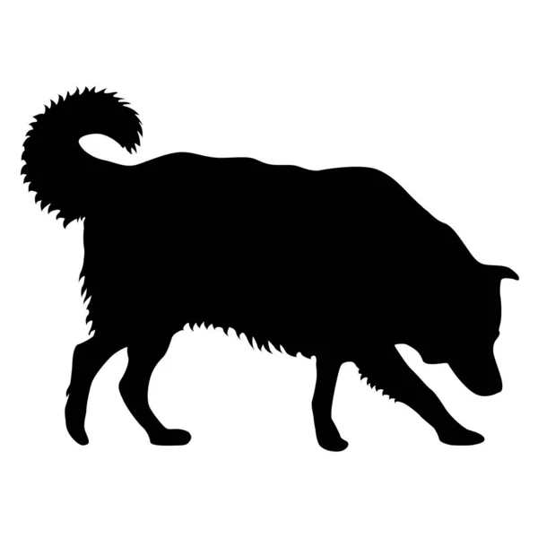 Collie hond silhouet op een witte achtergrond — Stockvector