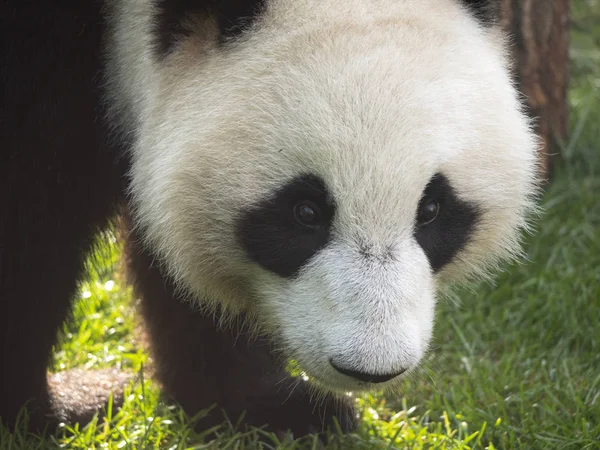 Panda vede na pozadí zelené trávy — Stock fotografie