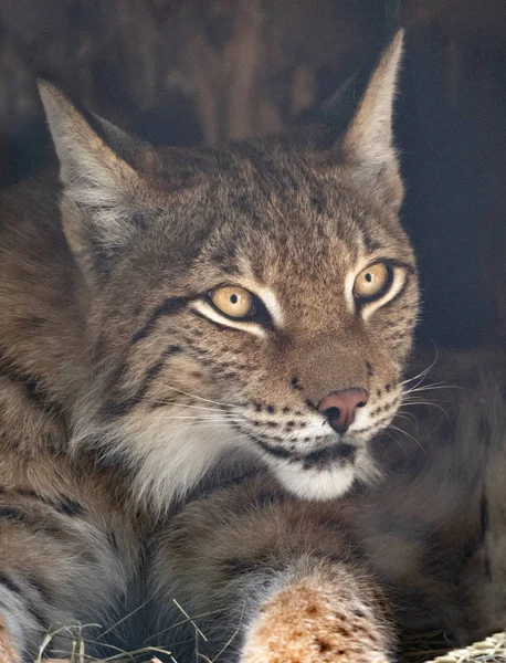 Lynx mira con ojos depredadores desde el refugio — Foto de Stock