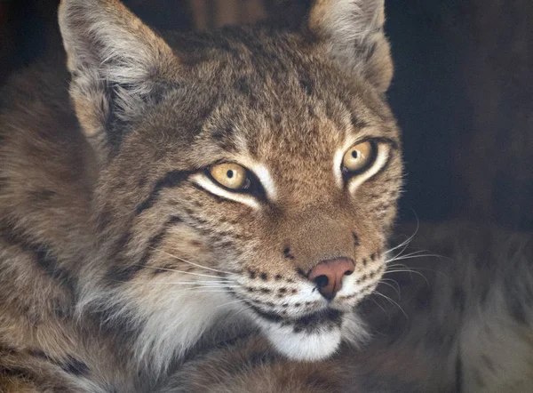 Lynx olha com olhos predatórios do abrigo — Fotografia de Stock