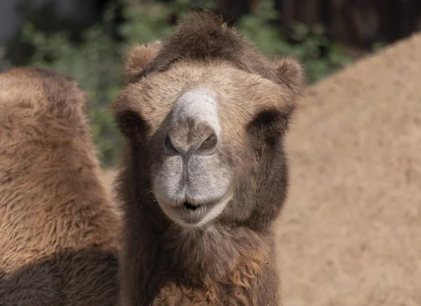 Πορτραίτο μιας χαριτωμένης καμήλας που αναπαύεται στη σκιά — Φωτογραφία Αρχείου