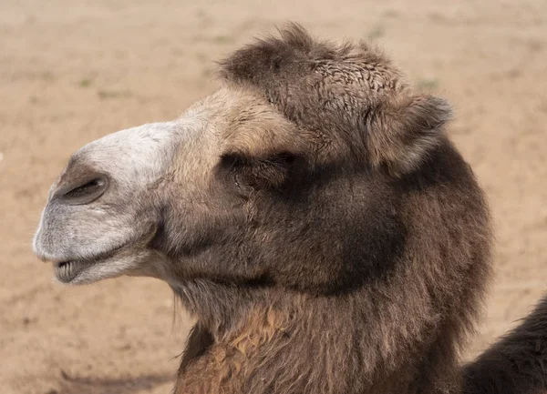 Portrait of a graceful two-humped camel resting in the shade — Stock Photo, Image