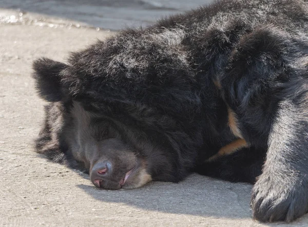 Гималайский медведь или уссурийский черный медведь (Ursus thibetanus ) — стоковое фото