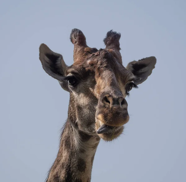 Hermosa jirafa se levanta alto sobre fondo azul cielo — Foto de Stock
