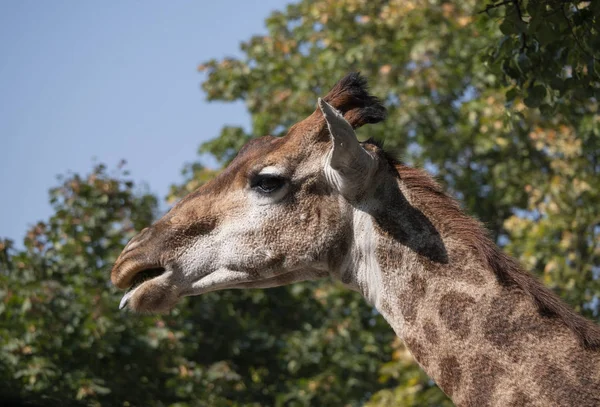 Belle girafe se tient debout sur fond de ciel bleu — Photo