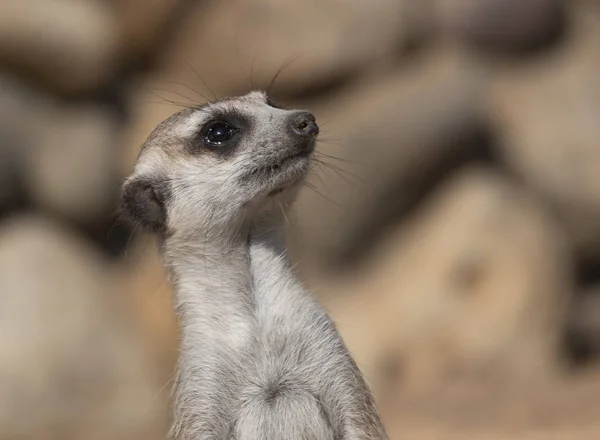 메 르 캇 (Meerkat) 은 몽구스 과에 속하는 작은 육식 동물이다 — 스톡 사진