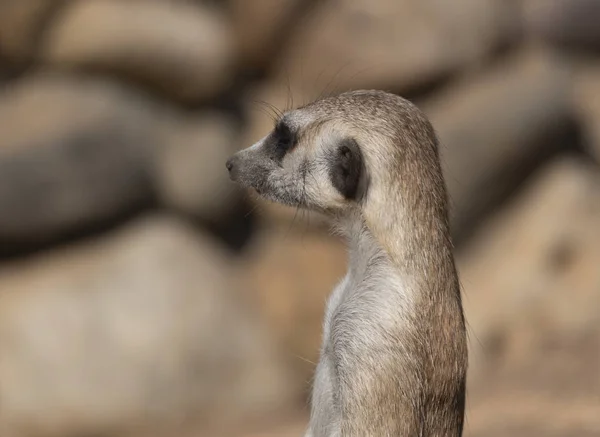 Meerkat lub suricate to mały mięsożerca należący do rodziny mangustów — Zdjęcie stockowe