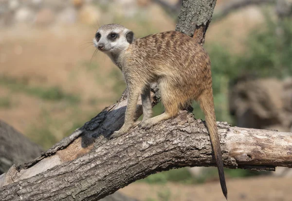 Meerkat ou suricate est un petit carnivoran appartenant à la famille des mangoustes. — Photo