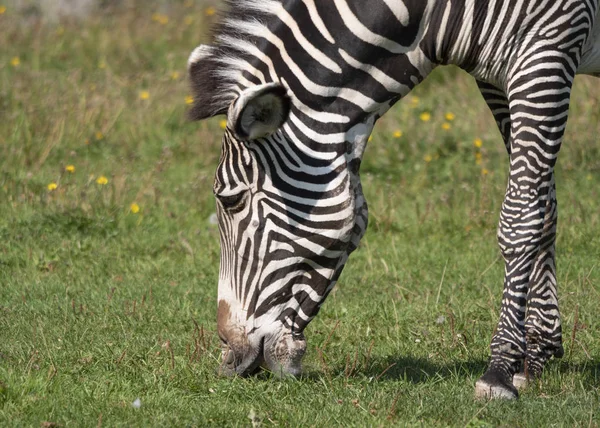 Afrikai gyönyörű Zebra étkezési friss zöld fű — Stock Fotó