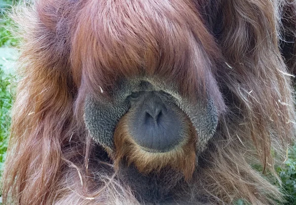 Dorosły mężczyzna z orangutan Sumatran — Zdjęcie stockowe