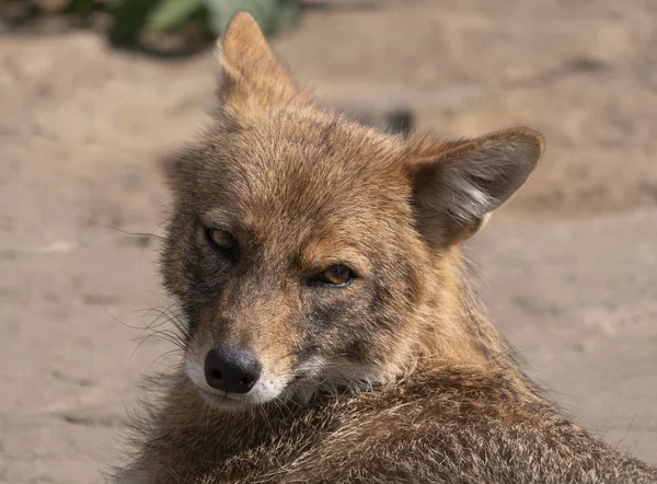 Golden jackal in nature tracks down prey, portrait