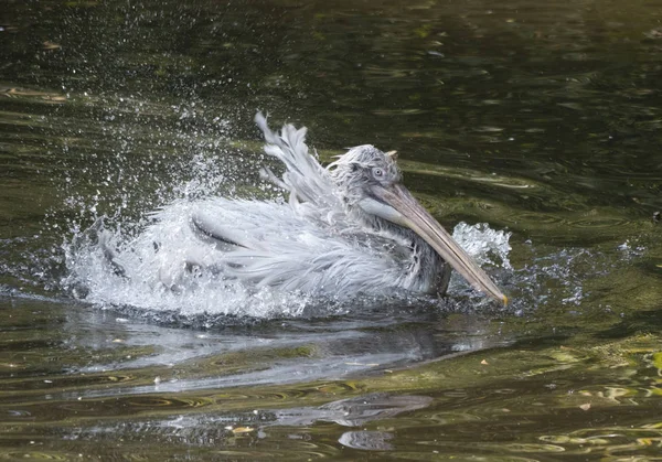 Pelikan biały (Pelecanus onocrotalus) znany również jako Wschodniobiały Pelikan — Zdjęcie stockowe