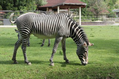 Güzel zebra otlatma