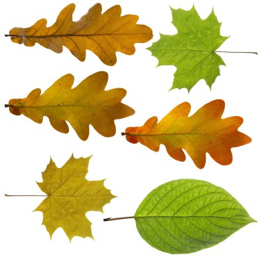 Düşen sonbahar yapraklarından yapılmış renkli ve parlak arkaplan.