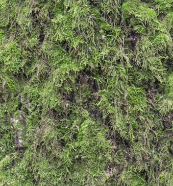 Yosun ve kalıp bir ahşap panel etkiler