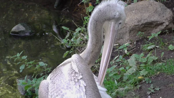 Pelikan biały (Pelecanus onocrotalus) znany również jako Wschodniobiały Pelikan — Zdjęcie stockowe