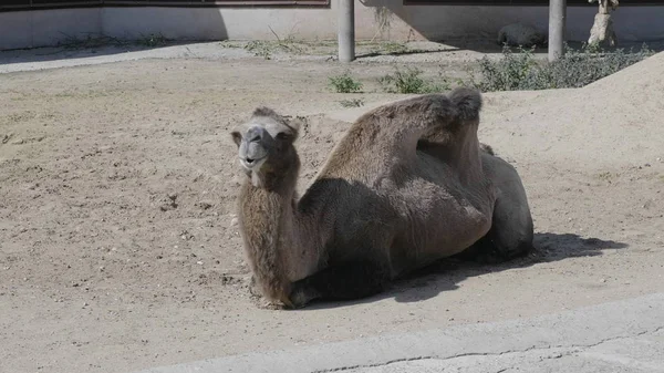 Dromedary resting lying on the sand on a sunny day — Stock Photo, Image