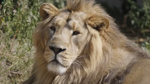 Portrait lion basking in the warm sun after dinner — Stock Photo, Image