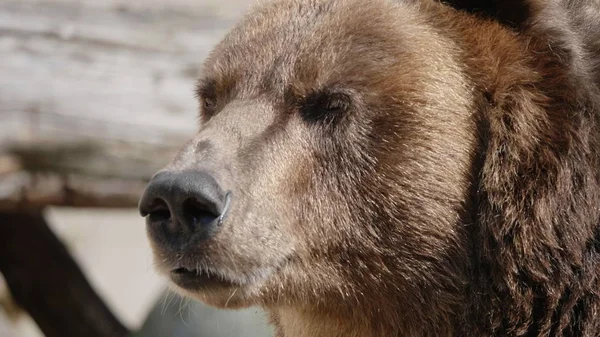 Urso-pardo (Ursus arctos) retrato sobre a caça — Fotografia de Stock