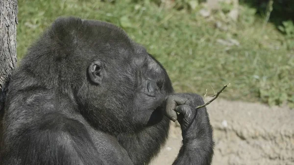 Mountain gorilla zit en eet een boomtak — Stockfoto