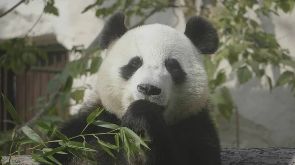 Panda vai em um fundo de grama verde — Fotografia de Stock