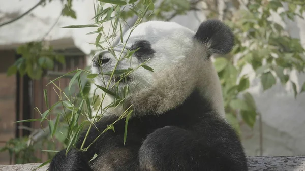 Panda vede na pozadí zelené trávy — Stock fotografie