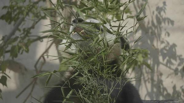 Panda va sur un fond d'herbe verte — Photo