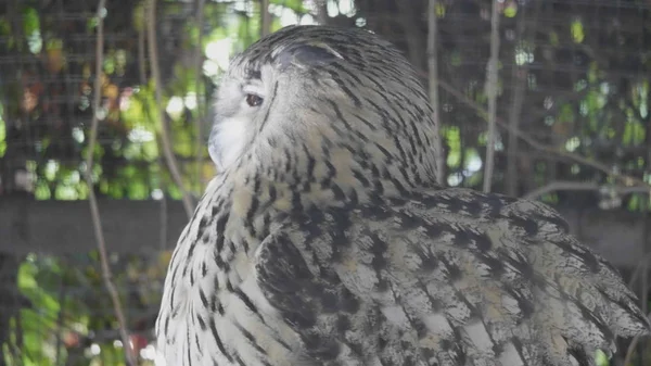 Eagle Owl sittande och titta på bakgrunden av träd löv — Stockfoto