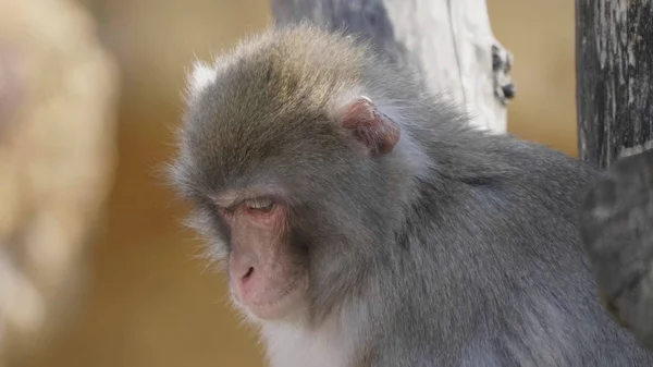 Ritratto di un macaco giapponese (scimmia delle nevi ) — Foto Stock