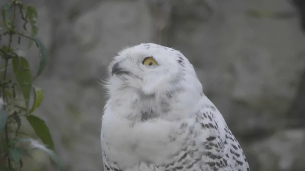 Schneeeule (Bubo scandiacus oder Nyctea scandiaca) sitzt auf einem Stock — Stockfoto