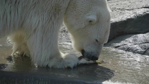Isbjörn Ursus maritimus på en solig dag — Stockfoto