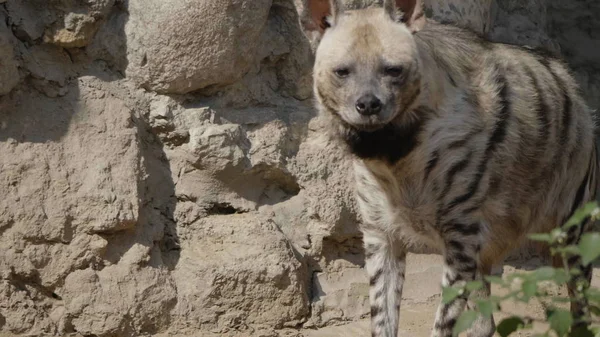 Porträtt av en Fläckig hyena i skuggan av träd — Stockfoto