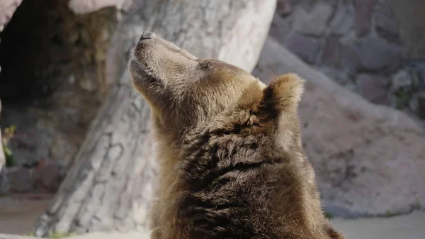 Brunbjörn (Ursus arctos) porträtt på jakt — Stockfoto