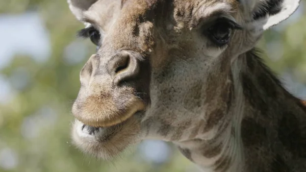 Belle girafe se tient debout sur fond de ciel bleu — Photo