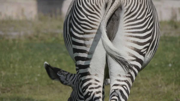 Africano bela zebra comer grama verde fresco — Fotografia de Stock