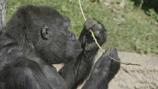 マウンテンゴリラが座って木の枝を食べる — ストック写真