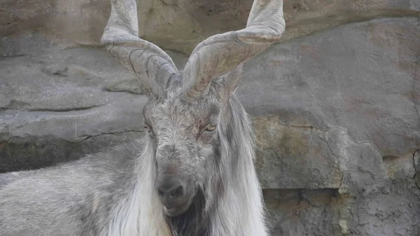 Vacker bergsget med spiralformade långa horn på bakgrunden av stenar — Stockfoto